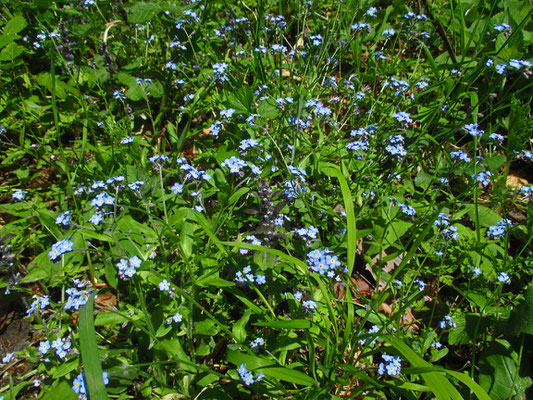 Wald-Vergissmeinnicht (Myosotis sylvatica)