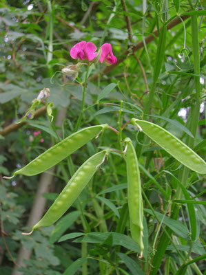 Wild-Platterbse (Lathyrus sylvestris)