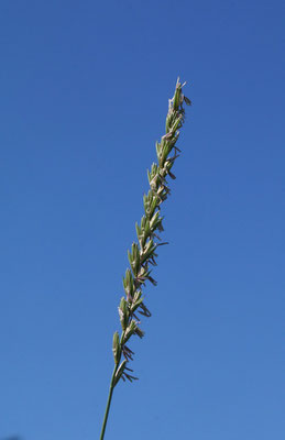 Acker-Quecke (Elymus repens)