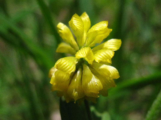 Feld-Klee (Trifolium campestre)