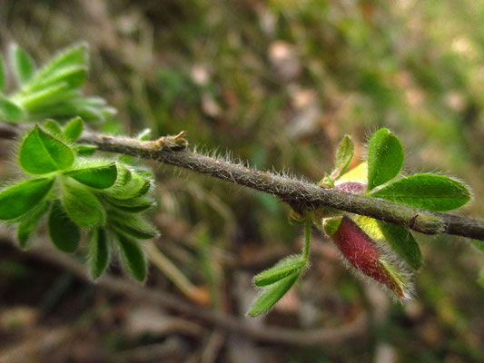 Rauhaar-Zwerggeißklee (Chamaecytisus hirsutus)