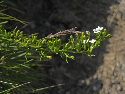 Alpen-Leinblatt (Thesium alpinum)