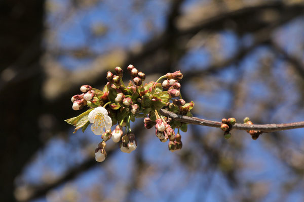 Vogel-Kirsche (Prunus avium)