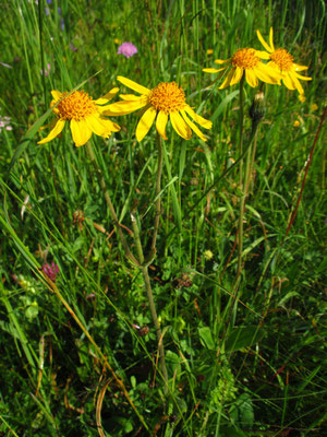 Arnika (Arnica montana)