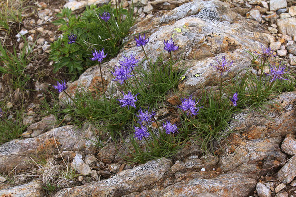 Halbkugelige Teufelskralle (Phyteuma hemisphaericum)