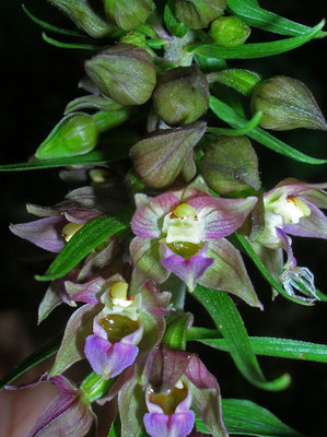 Grün-Ständelwurz (Epipactis helleborine s.lat.)