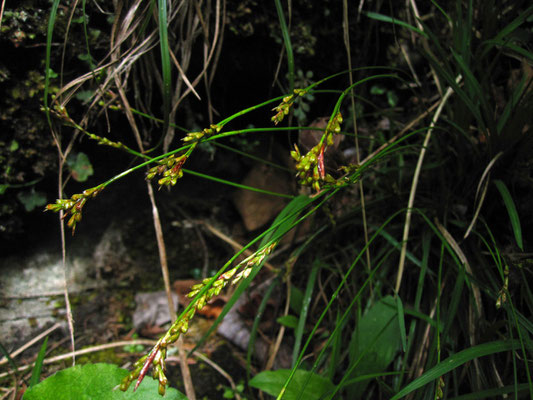 Vogelfuß-Segge (Carex ornithopoda)