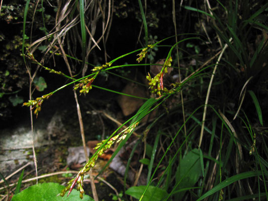 Vogelfuß-Segge (Carex ornithopoda)