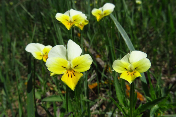 Wild-Stiefmütterchen (Viola tricolor)