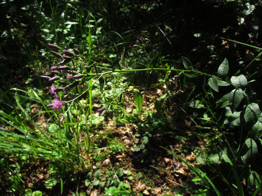 Echte Färberscharte (Serratula tinctoria)