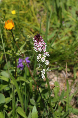 Brand-Knabenkraut (Neotinea ustulata)