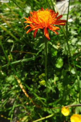 Gold-Pippau (Crepis aurea) | Fam. Korbblütler (Asteraceae)