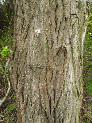 Schwarz-Pappel (Populus nigra) | Borke