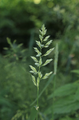 Rohr-Glanzgras (Phalaris arundinacea)