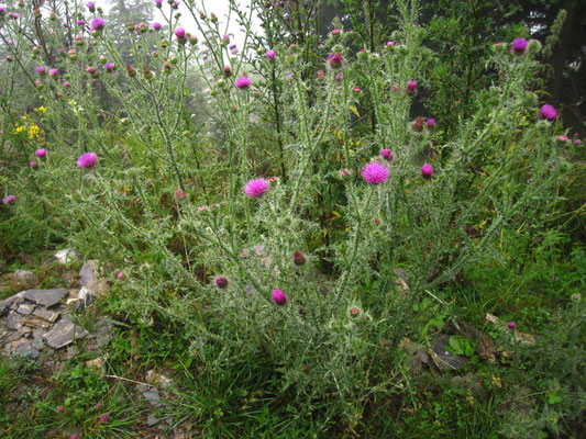 Weg-Ringdistel (Carduus acanthoides)