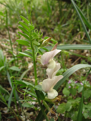 Großblüten-Wicke (Vicia grandiflora)