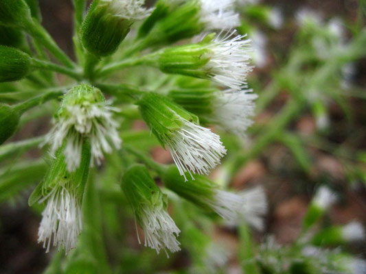 Weiße Pestwurz (Petasites albus) | weibliche Pflanze