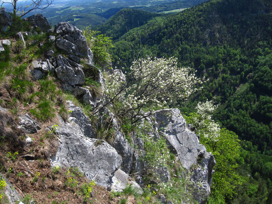 Echte Felsenbirne (Amelanchier ovalis)