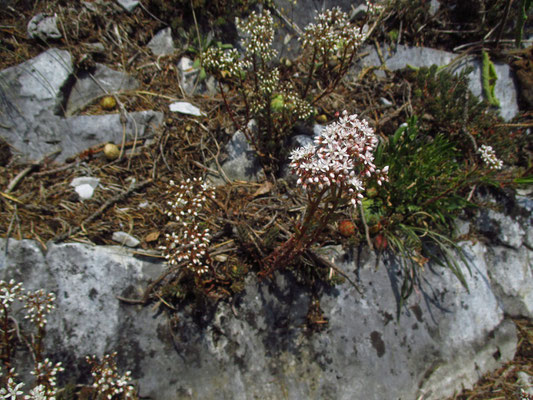 Weißer Mauerpfeffer (Sedum album)