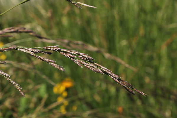 Wiesen-Schwingel (Festuca pratensis s.lat.)