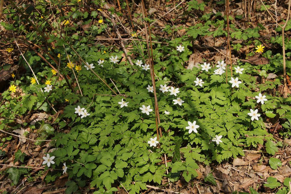 Busch-Windröschen (Anemone nemorosa) | Fam. Hahnenfußgewächse (Ranunculaceae)