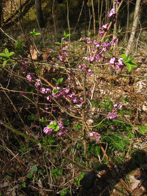 Echter Seidelbast (Daphne mezereum)