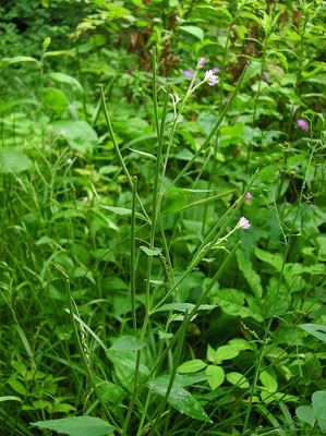 Berg-Weidenröschen (Epilobium montanum)