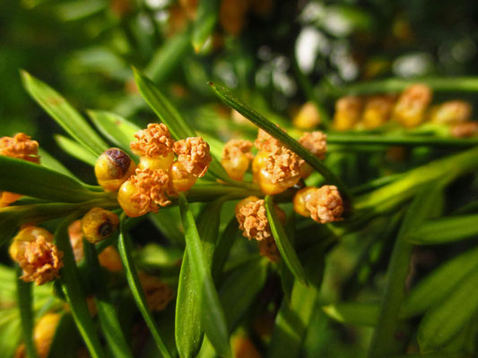 Europa-Eibe (Taxus baccata) | männliche Blüten