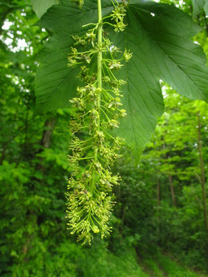 Berg-Ahorn (Acer pseudoplatanus)