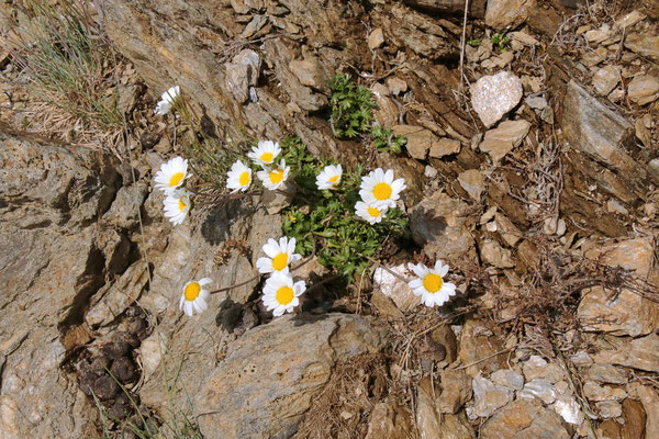 Alpenmargerite (Leucanthemopsis alpina)