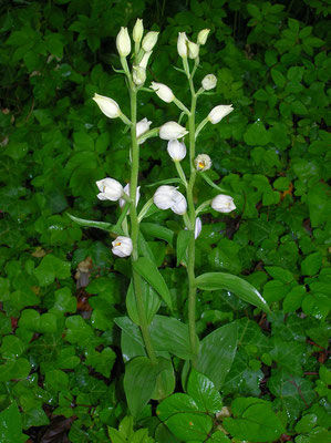 Breitblatt-Waldvöglein (Cephalanthera damasonium)