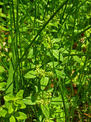 Kahles Kreuzlabkraut (Cruciata glabra)