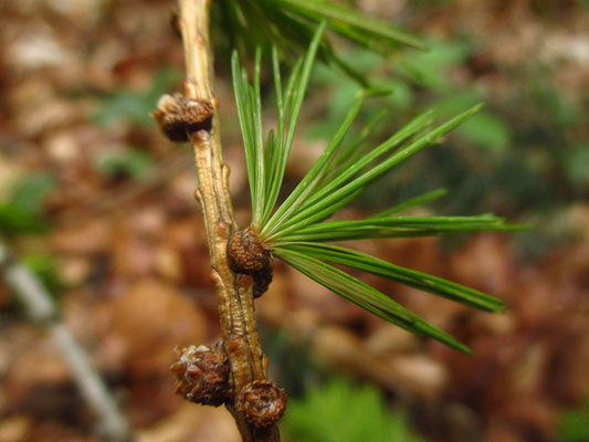 Europa-Lärche (Larix decidua)