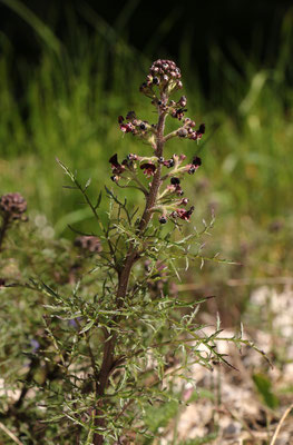 Alpen-Hunds-Braunwurz (Scrophularia juratensis)