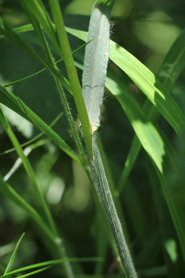 Ruderal-Trespe (Bromus sterilis)