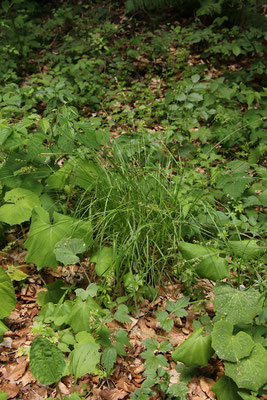 Ährige Stachel-Segge (Carex spicata)