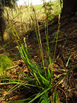 Finger-Segge (Carex digitata)