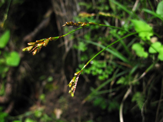 Vogelfuß-Segge (Carex ornithopoda)