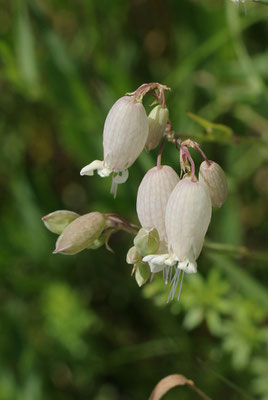 Gewöhnliches Leimkraut (Silene vulgaris) | Fam. Nelkengewächse (Caryophyllaceae)