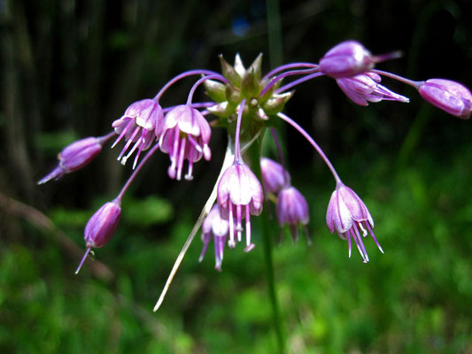 Kiel-Lauch (Allium carinatum)