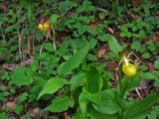  Frauenschuh (Cypripedium calceolus)