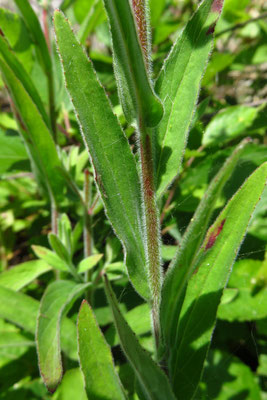 Flaum-Weidenröschen (Epilobium parviflorum)