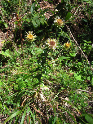 Gewöhnliche Golddistel (Carlina vulgaris)