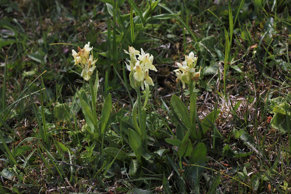 Holunder-Fingerwurz (Dactylorhiza sambucina)