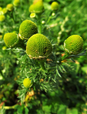 Strahlenlose Kamille (Matricaria discoidea)