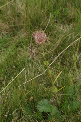 Berg-Nelkenwurz (Geum montanum)