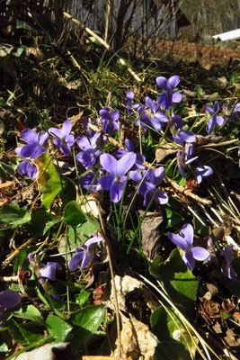 Wiesen-Veilchen (Viola hirta)