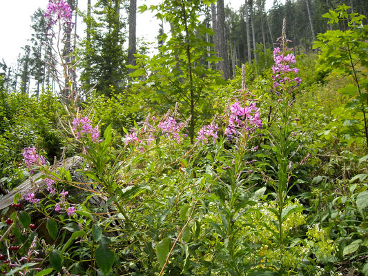 Waldschlag-Weidenröschen (Epilobium angustifolium)