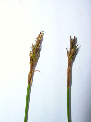 Davall-Segge (Carex davalliana)