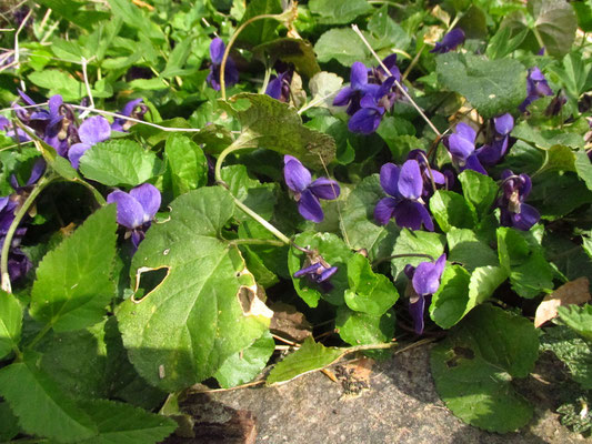 März-Veilchen (Viola odorata)